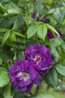 Rosa 'Rhapsody in Blue' syn, R 'Frantasia'. Closeup of flowers. 
May