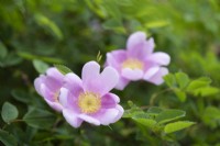 Rosa woodsii var. fendleri. Species rose. Close up of flowers. May.