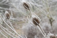 Dipsacus fullonum - Spent common teasel in the frost