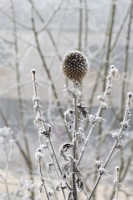 Echinops bannaticus 'Blue Globe' - Spent Globe thistle in the frost