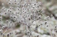 Eryngium x tripartitum - Spent tripartite eryngo in the frost