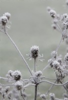 Eryngium x tripartitum - Spent tripartite eryngo in the frost 