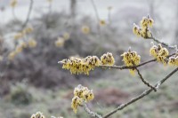 Hamamelis mollis 'Wisley Supreme' - Witch hazel flowers in the frost