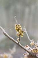 Hamamelis x intermedia 'Allgold' - Witch hazel flowers in the frost
