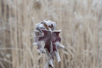 Hydrangea quercifolia 'Pee Wee' - Oak-leaved hydrangea leaves in the frost