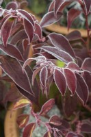 Leucothoe fontanesiana 'Rainbow' - Dog hobble leaves in the frost