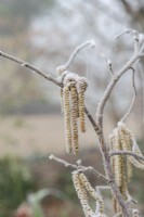 Corylus avellana 'Anaconda' - Twisted Hazel catkins in the frost