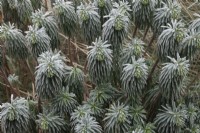 Euphorbia characias subsp. wulfenii - Mediterranean spurge in the frost