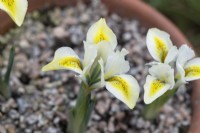 Iris reticulata 'North Star'