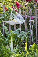Swiss chard ' Silver White 2' in bed and in hanging trug.