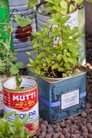 Mint growing in tin cans.