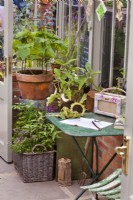 Glasshouse interior with garden planner on the table, herbs in wicker basket and cucumber climbing up metal support in terracotta.