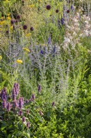 Planting of Allium sphaerocephalon, Achillea 'Coronation Gold' , Agastache, Perovskia and Gaura in Joy club garden - RHS Hampton Court Palace Garden Festival 2022