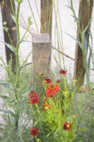 Helenium 'Moerheim Beauty' - Sneezeweed on A Journey Garden at RHS Hampton court flower show 2022 