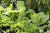 Vegetable bed with sugar loaf lettuce and French lettuce