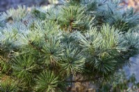 Pinus x densithunbergii 'Jane Kluis' - Japanese red pine
