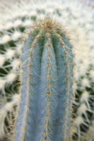 Pilosocereus azureus - blue torch cactus - with Echinocactus grusonii - golden barrel cactus
