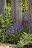 Border with lavender, rosemary and salvia. Wooden posts as dividers and feature. July. Summer.