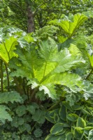 Gunnera manicata - giant rhubarb growing with variegated hosta and Caltha palustris. May