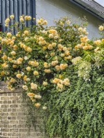 Rosa 'Buff Beauty'. Hybrid musk rose spilling over brick wall with Hydrangea petiolaris and foliage of Jasminum nudiflorum. May.