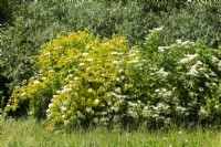 Sambucus nigra Aurea, summer June