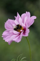 Bumble bee collecting the nectar of Cosmos bipinnatus 'Fizzy Pink'
