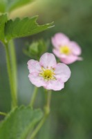 Pale pink flowers of Fragaria x ananassa 'Florian F1'