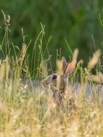 Oryctolagus cuniculus - Rabbit in meadow