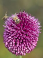Honey bee collecting pollen from Allium sphaerocephalon