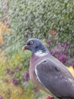 Columba palumbus - Wood Pigeon with garden sprinkler