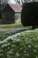 drifts of Galanthus nivalis on a bank with Taxus baccata - Yew topiary and weatherboarded barn