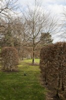 sculptural Fagus sylvatica - Beech hedges - in winter 