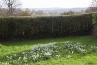 Drifts of Galanthus 'S.Arnott' with a view of The High Weald of Kent over Hawthorn hedge - Crataegus monogyna