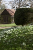 drifts of Galanthus nivalis on a bank with Taxus baccata - Yew topiary and weatherboarded barn