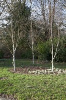 A group of Betula utilis var. Jacquemontii -West Himalayan birch underplanted with Galanthus nivalis - common snowdrop