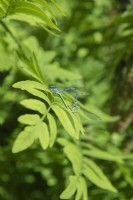 Coenagrion puella - Azure Damselfly. Closeup of pair mating on frond of Osmunda regalis - Royal fern.  May.