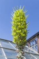 Puya chilensis - Chilean puya flowering in May in sheltered position near glasshouses in Cambridge Botanic Gardens.