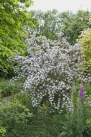 Deutzia x elegantissima growing in a shrub border showing arching sprays of flowers. May