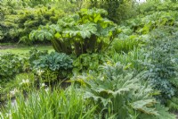 Collection of moisture loving perennials with bold and striking and contrasting foliage planted beside a stream. May. Iris siberica' Alba', Rheum palmatum, hostas, Gunnera manicata, Thalictrum 'Elin'