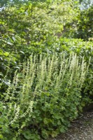 Tellima grandiflora - fringe cups in shady north facing shrub border. May