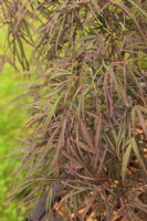 Acer palmatum 'Enkan'