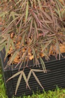 Acer palmatum 'Enkan' in black square pot