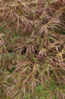 Acer palmatum 'Beni-shidare'