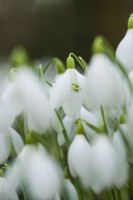 Galanthus 'Nothing Special' - February.