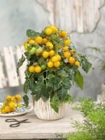 Solanum lycopersicum in pot, spring May