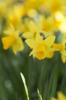 Narcissus cyclamineus 'Tete a Tete' - February.