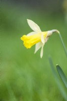 Naturalised Narcissus - February.