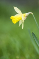 Naturalised Narcissus - February.