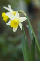 Narcissus 'Topolino' - daffodil - February.