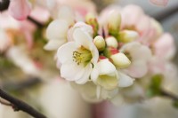 Chaenomeles speciosa 'Moerloosei' - 'Moerloosii' - syn. 'Apple Blossom' - ornamental flowering Quince: February.